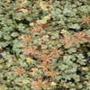 Stechpalme (Acaena magellanica)
