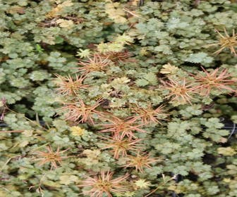 Stechpalme (Acaena magellanica)