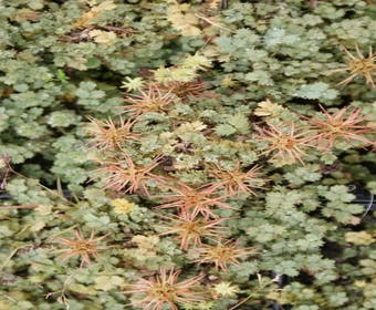 Stechpalme (Acaena magellanica)