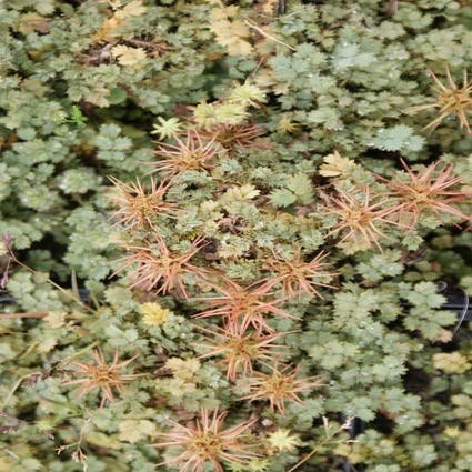 Stechpalme (Acaena magellanica)