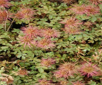 Stechstrauch (Acaena microphylla)