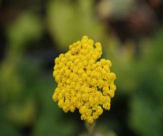 Schafgarbe (Achillea 'Coronation Gold')