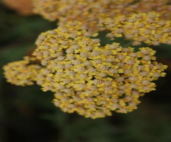 Duizendblad (Achillea millefolium 'Terracotta')