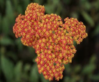Duizendblad (Achillea millefolium 'Walther Funcke')