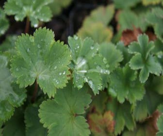 Frauenmantel (Alchemilla erythropoda)