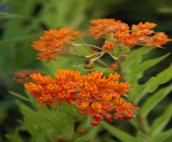 Seidenpflanze (Asclepias tuberosa)