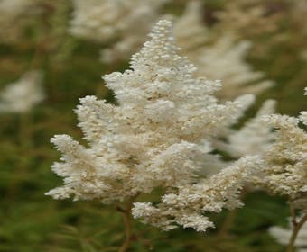 Spirea (Astilbe 'Weisse Gloria')