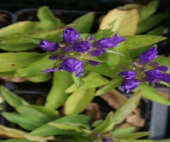 Glockenblume (Campanula glomerata 'Superba')