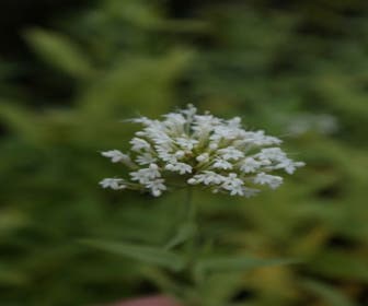 Weiße Baldrian (Centranthus ruber 'Albus')