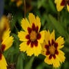 Mädchenaugen (Coreopsis lanceolata 'Baby Gold')