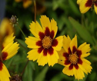 Mädchenaugen (Coreopsis lanceolata 'Baby Gold')