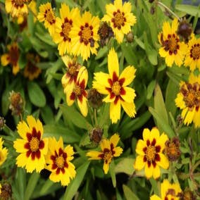 Mädchenaugen (Coreopsis lanceolata 'Baby Gold')