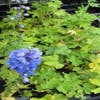 Rittersporn (Delphinium 'Summer Skies')