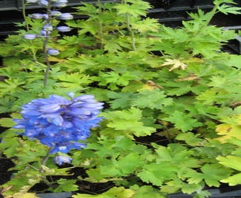 Rittersporn (Delphinium 'Summer Skies')