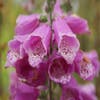 Fingerhut (Digitalis purpurea)