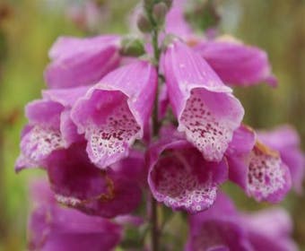 Fingerhut (Digitalis purpurea)