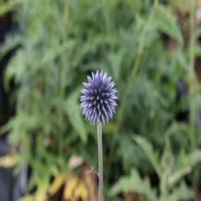 Kugeldistel (Echinops ritro 'Veitch's Blue')