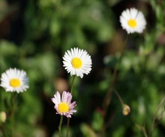 Fijnstraal (Erigeron karvinskianus) BIO