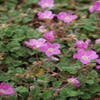 Storchschnabel (Erodium variabile 'Bishop's Form')