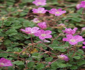 Storchschnabel (Erodium variabile 'Bishop's Form')