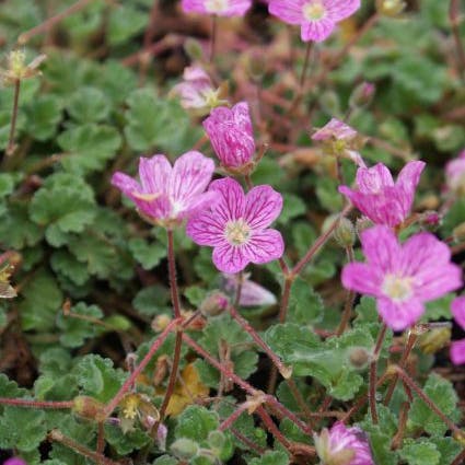 Storchschnabel (Erodium variabile 'Bishop's Form')