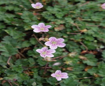 Storchschnabel (Erodium variabile 'Roseum')