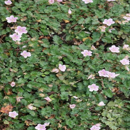 Storchschnabel (Erodium variabile 'Roseum')