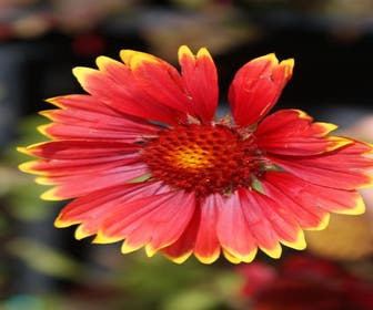 Kokardenblume (Gaillardia 'Burgunder')
