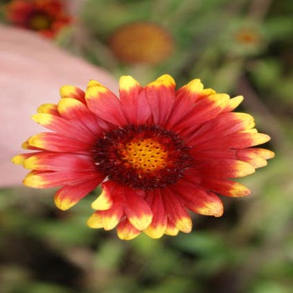 Kokardenblume (Gaillardia 'Burgunder')