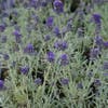 Lavendel (Lavandula 'Richard Gray')