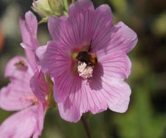 Strauchmalve (Lavatera 'Rosea')