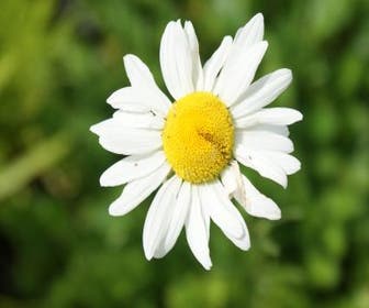 Frühe Margerite (Leucanthemum vulgare 'Maikönigin')