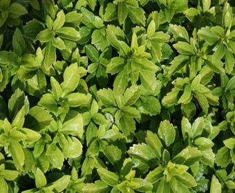 Pachysandra (Pachysandra terminalis)