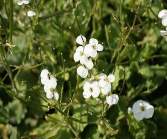 Randblümchen/Reisbrei (Arabis caucasica 'Schneehaube')