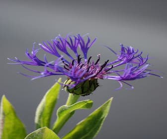 Kornblume (Centaurea montana 'Grandiflora')