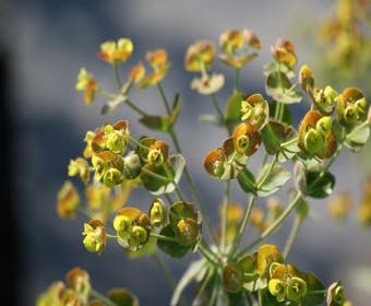 Wolfsmilch (Euphorbia characias 'Forescate')