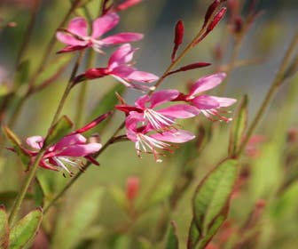 Lindheimer's Kerze (Gaura lindheimeri 'Siskiyou Pink')