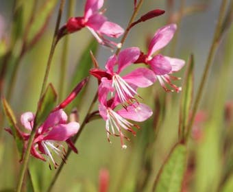 Lindheimer's Kerze (Gaura lindheimeri 'Siskiyou Pink')