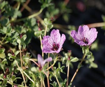 Storchschnabel (Geranium cinereum 'Ballerina')