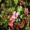 Storchschnabel (Geranium dalmaticum)