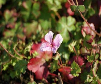 Storchschnabel (Geranium dalmaticum)