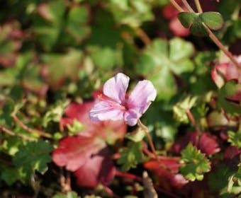Storchschnabel (Geranium dalmaticum)