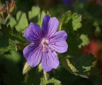Storchschnabel (Geranium magnificum)