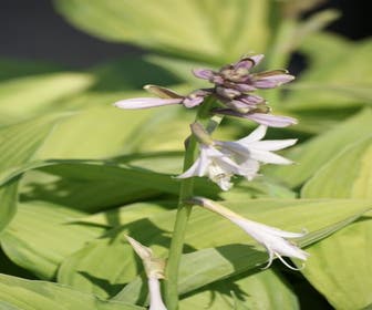 Funkia/Hartlelie (Hosta 'Fortunei Albopicta')