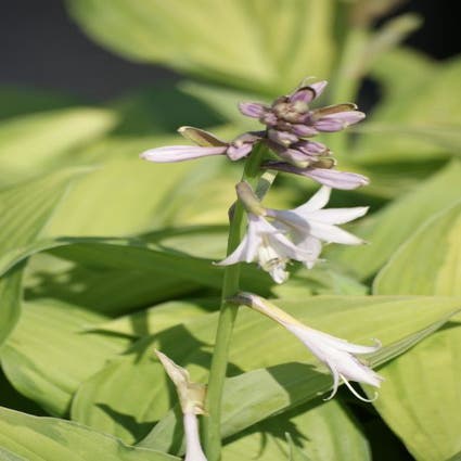 Hosta 'Fortunei Albopicta' (Funkia/Hartlelie)