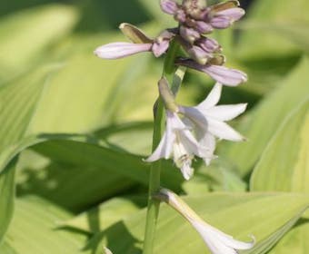 Funkia/Hartlelie (Hosta 'Fortunei Albopicta')