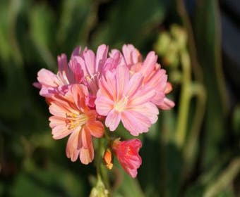 Bitterkraut (Lewisia 'Sunset Hybrids')