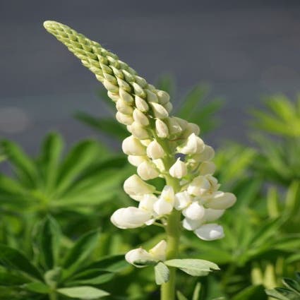 Lupine (Lupinus 'Gallery White')