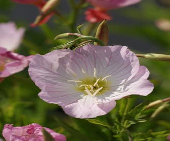 Abend-Primel (Oenothera speciosa 'Siskiyou')