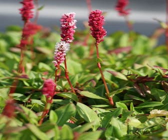 Knöterich (Persicaria affinis 'Darjeeling Red')